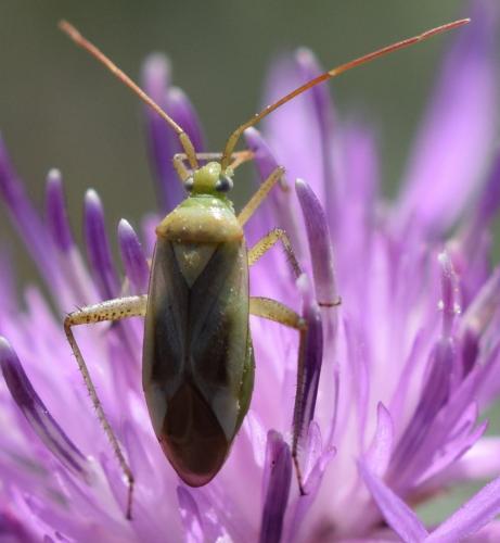 Réf. 268 894 : Adelphocoris lineolatus
